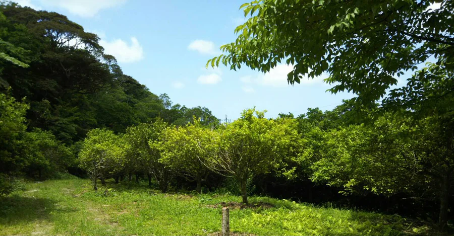 八重岳ファームの農園全景
